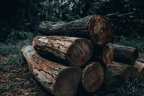 El problema medioambiental que debería preocupar a Bezos, Musk y Gates