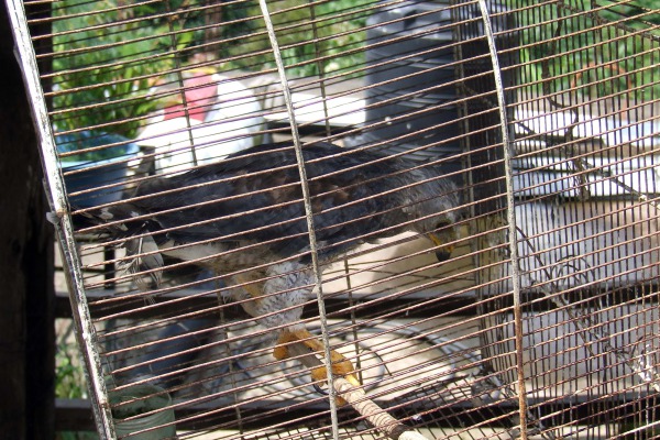 Investigador de la BUAP busca combatir tráfico de animales exóticos en internet