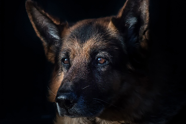 El Salvador entrena perros para detectar COVID-19 con método español