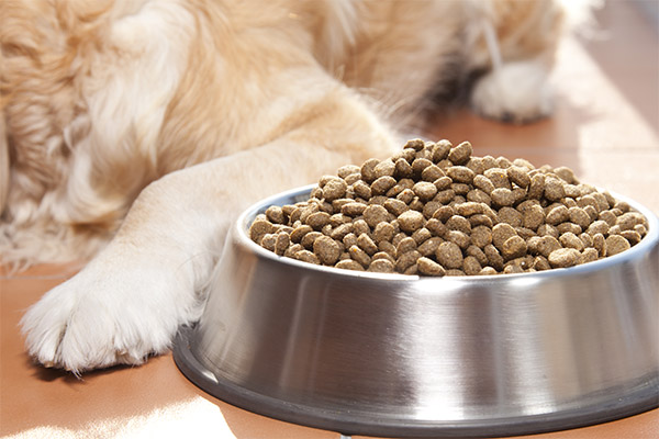 ¿Por qué mi mascota no quiere comer?