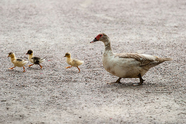 Policías paran el tráfico para salvar a una familia de patos