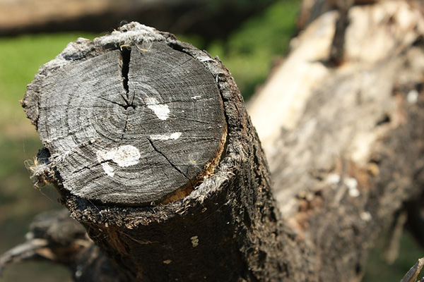 Consumimos muchos más recursos naturales de los que el planeta puede sostener
