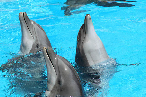 Delfines son capaces de reconocer a sus compañeros por medio de silbidos