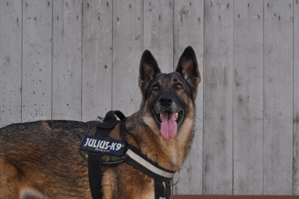 Perros policías: la verdad detrás de su olfato