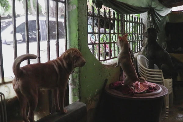 Centro de rescate de animales sigue su labor a pesar de la pandemia