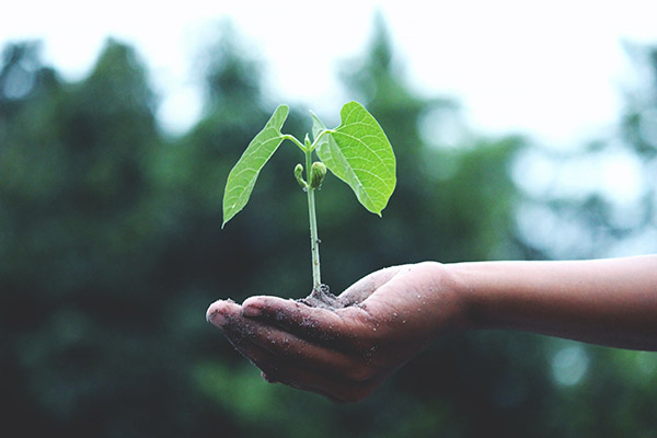 En qué consiste la propuesta de México para el cambio climático