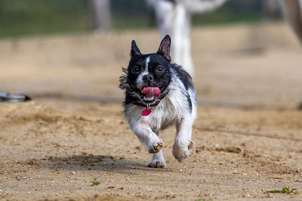 Esta es la razón por la que tu perro o gato corre frenéticamente