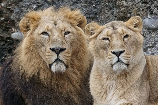 Ocho leones contraen el coronavirus en parque zoológico de la India
