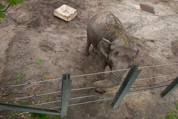 Elefanta de EU sería el primer animal en lograr su libertad judicialmente