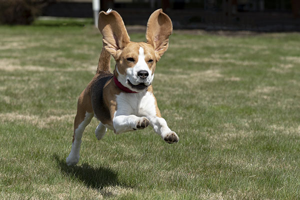 Estas son las razas de perros más sanas