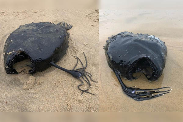 Asombroso hallazgo: descubren intacto en una playa a extraño pez de las profundidades