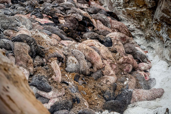Dinamarca comienza a exhumar visones sacrificados por el covid-19