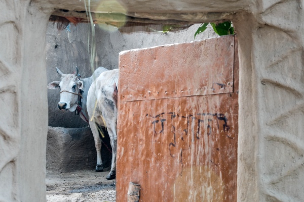 En India consumen orina y heces de vaca para frenar la pandemia