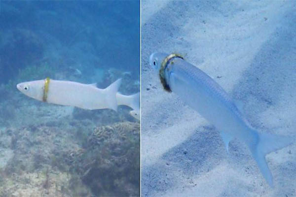 Encuentran anillo de bodas perdido en el mar alrededor de un pez