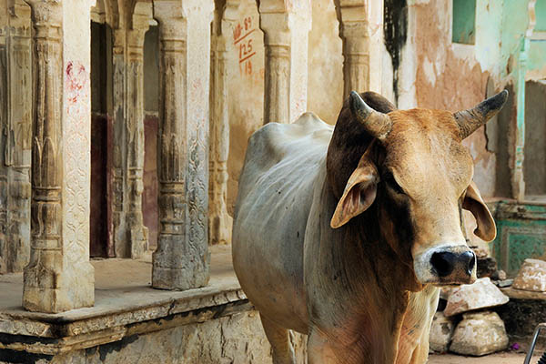 Beber orines de vaca protege contra el COVID-19, dice parlamentaria india