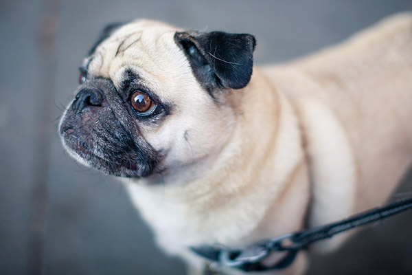 Diseñan implantes de titanio que ayudan a perros carlinos a respirar