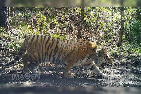 Liberado en naturaleza raro tigre siberiano en noreste de China