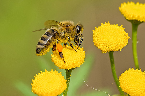 Las abejas también pueden oler el coronavirus, ¿cómo y por qué?