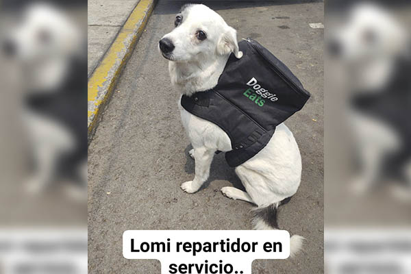 "Any", la perrita que reparte comida a domicilio para ayudar a refugio