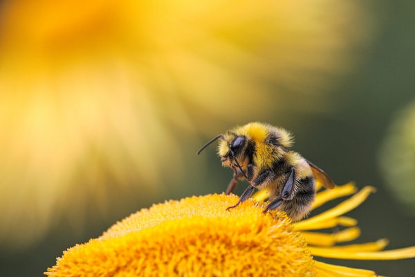 Hablemos de puntualidad, hablemos de las abejas
