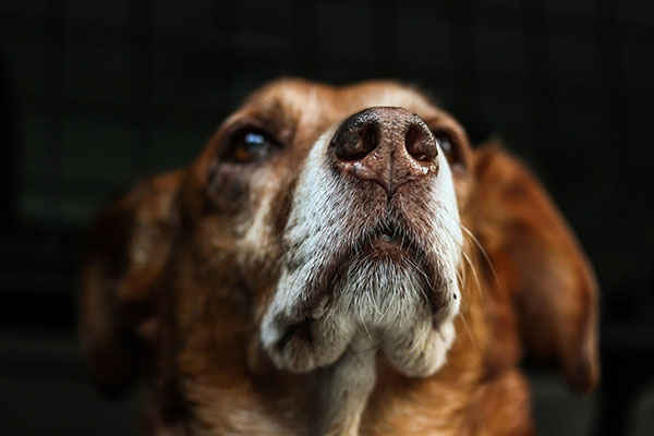 Perros rastreadores detectarían COVID-19 en aeropuertos y actos masivos
