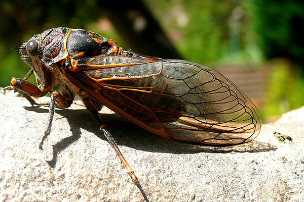 Miles de millones de cigarras emergen en Washington tras 17 años bajo tierra
