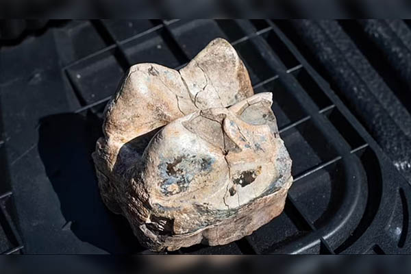 Desde un salmón hasta un camello gigante: fósiles prehistóricos son descubiertos en California
