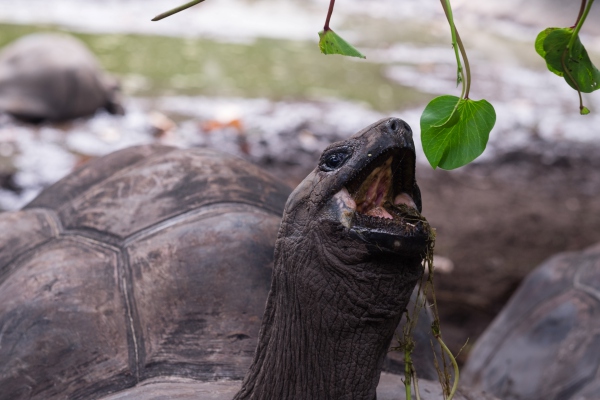 Genetistas confirman hallazgo de una tortuga que se creía extinta hace un siglo