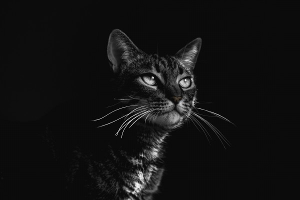 ¡Septuagenaria fue devorada por sus propios gatos!
