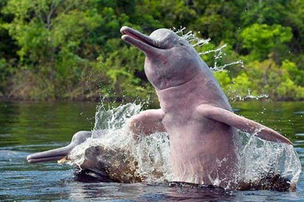 El delfín de río, una de las especies más amenazadas del planeta: biólogo