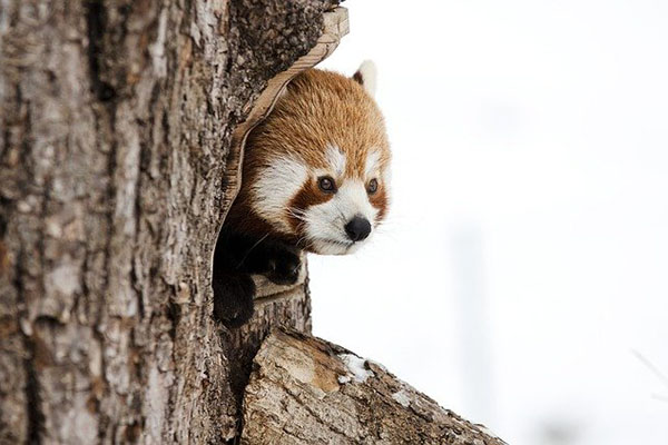 Un oso panda marrón extremadamente raro aparece en público por primera vez