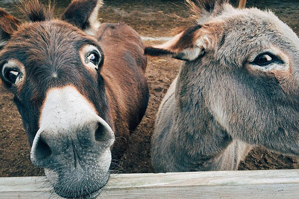 Bolivia intenta producir un suero contra el COVID-19 con plasma de burro