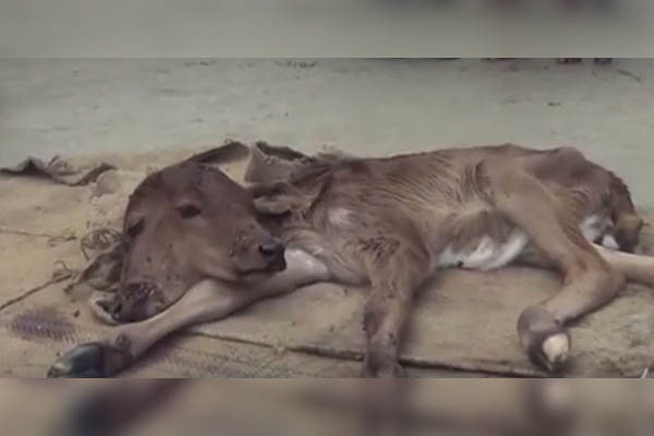 Adoran en la India a ternero con dos cabezas; creen que acabará con el COVID-19