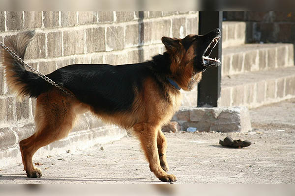 Perro ataca y mata a niña de tres meses mientras dormía