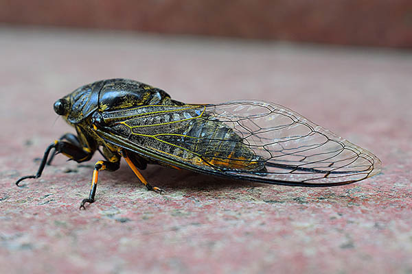 Enjambre de cigarras retrasa despegue del avión de prensa de la Casa Blanca