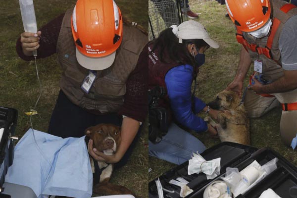 ¡Lo lograron! Perritos ya fueron rescatados