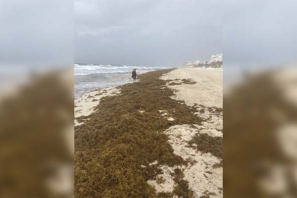 Una espesa marea de algas invade las playas de Quintana Roo