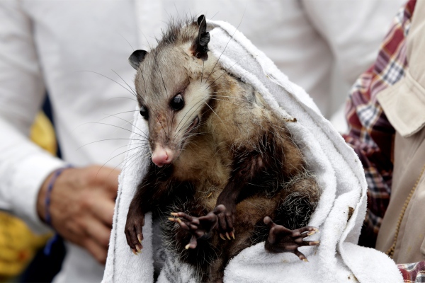 Mancha urbana, el gran enemigo de especies animales