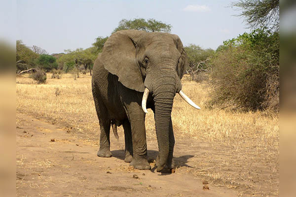 Hambriento elefante destroza la pared de una vivienda en busca de comida