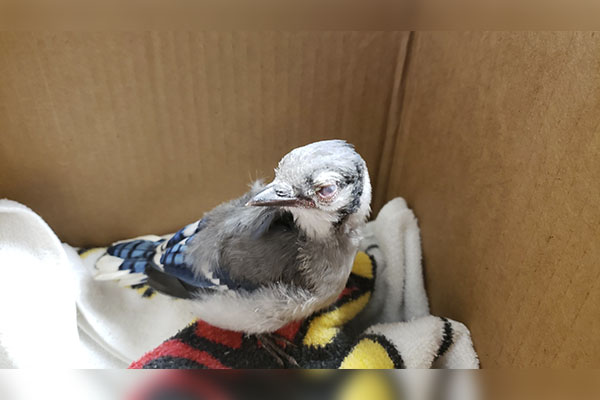 Estados Unidos alerta por “algo” que mata y ciega aves en varias regiones del país