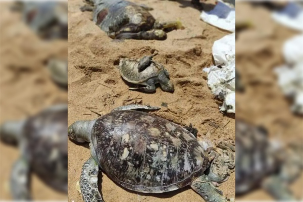 Aparecen más tortugas, delfines y ballenas muertas por derrame de químicos en Sri Lanka