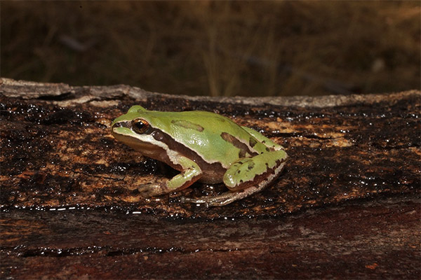 Registra Ayuntamiento avistamientos de anfibios y réptiles en Parque Cerro de Amalucan