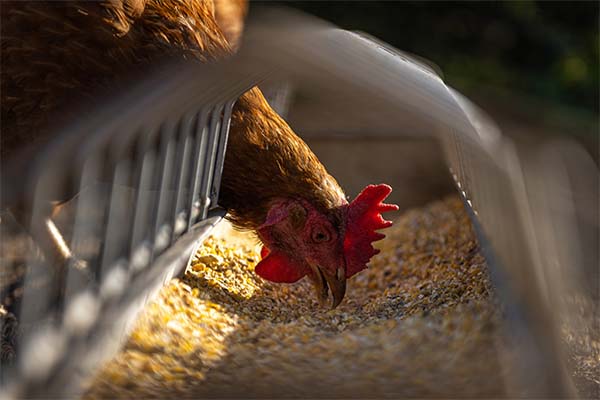 Es “casi imposible hallar el origen del COVID-19”; gobierno chino mató a todos los animales de las granjas