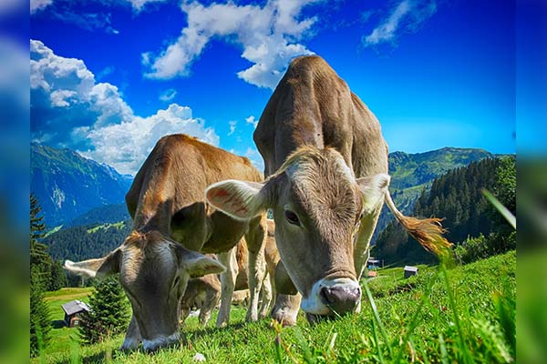 Descubren cómo degradar el plástico mediante bacterias estomacales de las vacas