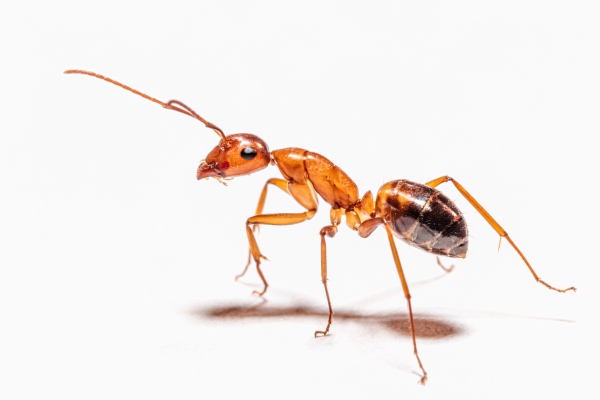 Las hormigas, los insectos más impresionantes del planeta