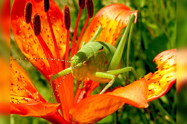 Alertan por proliferación de saltamontes en EU; 15 estados ya presentan cosechas afectadas