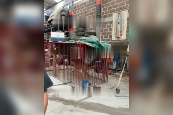 Denuncian presencia de tigre enjaulado en un taller mecánico