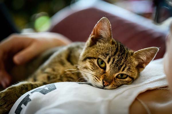 Contagios de COVID-19 de humano a mascota son más comunes de lo que se pensaba