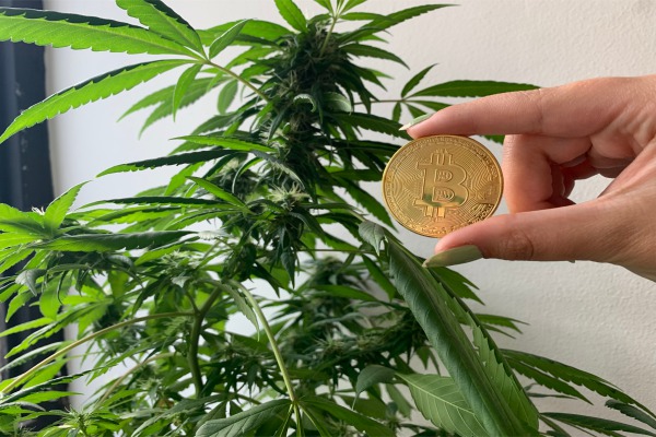 Sin bancos, las empresas de cannabis recurren a las criptomonedas