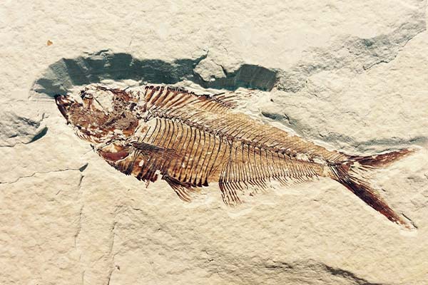 Descubren en Chiapas especie de pez que convivió con los dinosaurios